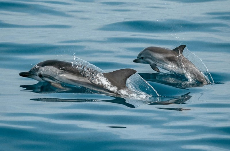 TARIFA-AVISTAMIENTO DE CETACEOS
